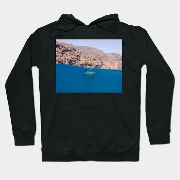 A Great White Shark Cruises the Surface at Guadalupe Island, Mexico Hoodie by jbbarnes